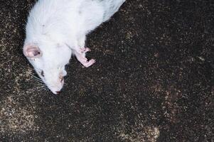 tote weiße Ratten auf dem Boden, die tote Ratte auf einer Straße foto