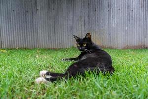 süß schwarz Katze Lügen auf Grün Gras Rasen foto