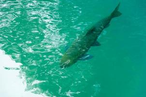 Fisch Schwimmen im sauber Wasser beim National Park foto