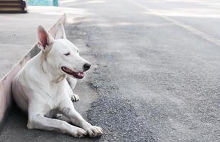 Porträt eines weißen, süßen Hundes, der auf dem Boden liegt foto