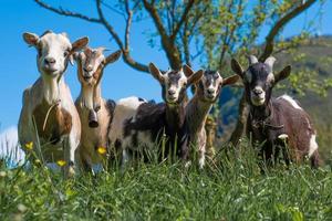 Ziegen auf der Wiese foto