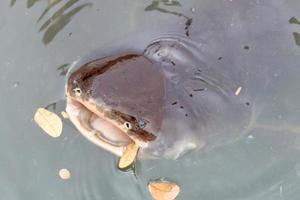 Gruppe von scharfer Zahn Wels im Thailand foto