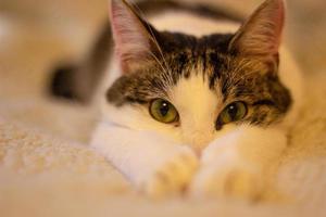 Weiß und grau Mischling Katze auf das Couch. foto