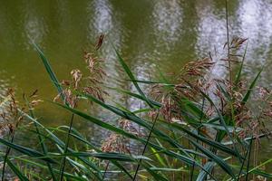 Grün Gras Segge beim das Reservoir Fluss. foto