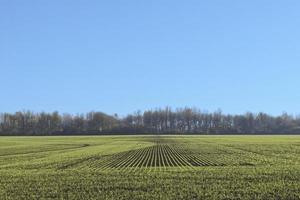 Grün Landwirtschaft Feld mit Pflanzen und Blau Himmel foto