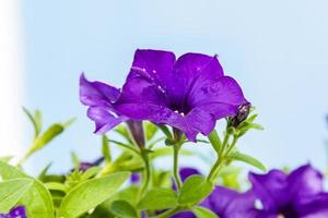 Schöne Petunienblumen mit Wassertropfen nach einem Regen foto