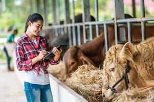 asiatische junge bäuerin mit tablet-pc-computer und kühen im kuhstall auf milchviehbetrieb. landwirtschaftsindustrie, landwirtschaft, menschen, technologie und tierhaltungskonzept. foto