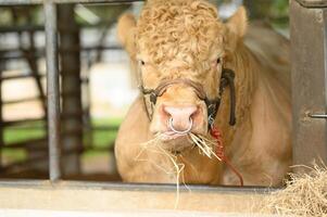 Milchkühe in einem Bauernhof. Kühe fressen Heu im Stall im Kuhstall. Farm-Konzept. foto