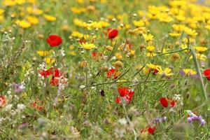 hoch Gras und Blumen im ein Wald Clearing. foto