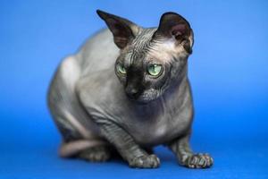 unbehaart kanadisch Sphynx Katze - - Rasse von Katze bekannt zum es ist Mangel von Fell. Nahansicht Porträt von Süss weiblich Katze auf Blau Hintergrund. foto