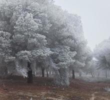 Ein gefrorener Kiefernwald an einem Wintermorgen in Castilla foto