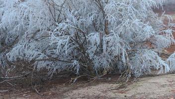 Ein gefrorener Kiefernwald an einem Wintermorgen in Castilla foto