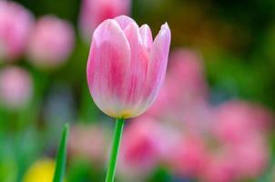 Nahaufnahme einer rosa Tulpe foto