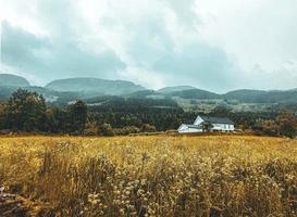 schöne norwegische Wiese unter einem Wald foto