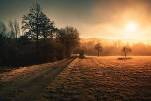 Pfad Wiese Feld Bäume foto