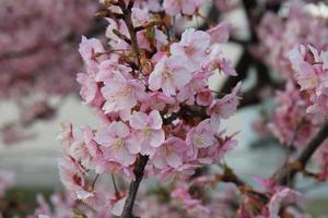 Blumen Kirsche Blüten Baum foto