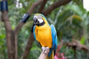 Vogel Papagei bunt foto