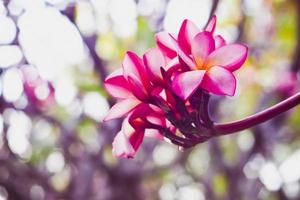 rosa Hawaii-Blume foto