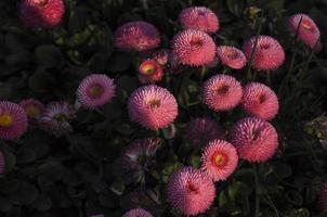 bunt verbreitet Gänseblümchen beim Sonnenuntergang foto