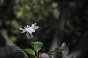 Nahansicht von Stempel von ein Pflaume Blume foto