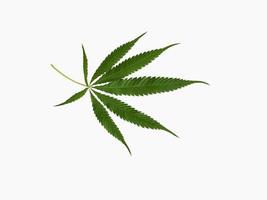 Grün Cannabis Blätter isoliert auf Weiß Hintergrund wachsend medizinisch Marihuana, mit Ausschnitt Weg. foto