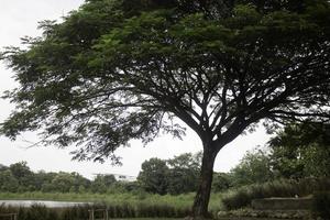 grüner Baum im Sommerfeld foto