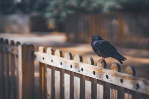 schwarze Taube, die oben auf einem hölzernen Zaun ruht foto