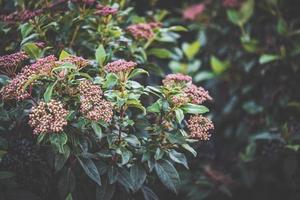 Blütenknospen eines Viburnum tinus Strauchs foto