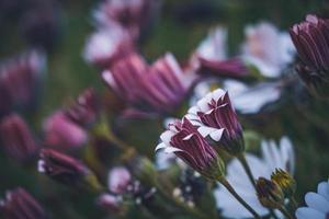 lila und rosa Blüten des afrikanischen Gänseblümchens foto