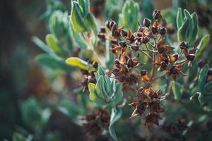 Früchte und immergrüne Blätter eines Steinrosenstrauchs foto