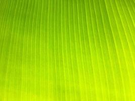 Bananenblatt Textur Hintergrund foto