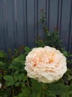 Vertikale Rosa Rose mit Wasser Tröpfchen Hintergrund Design Vorlage foto