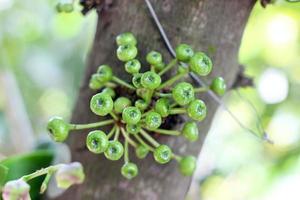 grüne Feigenfrucht auf Baum in Thailand foto