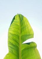 Banane Blatt isoliert auf Weiß Hintergrund mit Ausschnitt Wege zum Garten design.tropisch wirtschaftlich Pflanzen Das sind einfach zu wachsen, Ausbeute schnell foto
