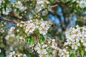 Mandelblüte mit Biene foto