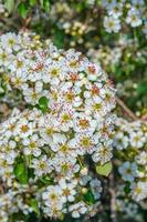 schöne Mandelblüte foto