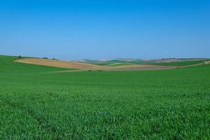 ländliches grünes gesätes Feld mit blauem Himmel foto