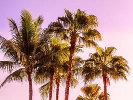 schöne tropische Kokospalmen foto