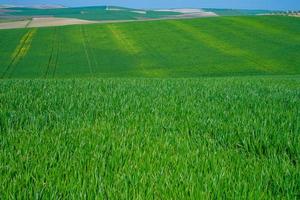 grasgrünes ländliches Feld foto