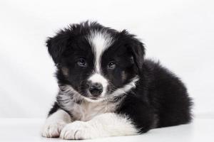 Border Collie Welpe foto