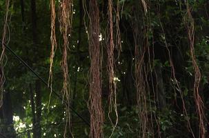 natürlich botanisch Pflanze groß Baum Urwald Natur thematisch Foto isoliert auf Landschaft Vorlage. hängend Wurzeln oder akar Gantung.