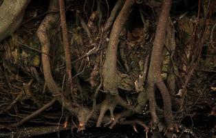 natürlich botanisch Pflanze groß Baum Urwald Natur thematisch Foto isoliert auf Landschaft Vorlage. groß Wurzel gehen Nieder zu Drainage Kanal Fluss Wasserweg.