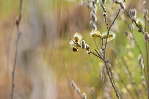 Biene auf ein blühen Weide Salicaceae gegen ein verschwommen Hintergrund foto