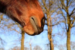 das Mund von ein braun Pferd wie ein schließen oben foto