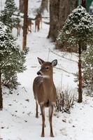 Weiß Schwanz Hirsch im das Berge Winter Jahreszeit foto