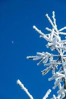 Winter und Schnee Landschaft in der Nähe von Buche Berg Norden Carolina foto