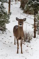 Weiß Schwanz Hirsch im das Berge Winter Jahreszeit foto