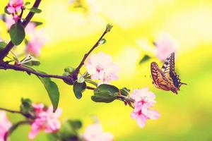 schmetterling und eine schöne naturansicht von frühlingsblühenden bäumen auf unscharfem hintergrund. foto