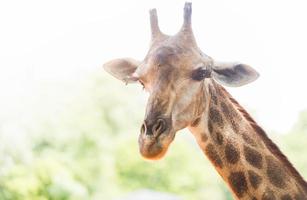 Kopf der Giraffe foto