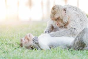 männlich Affe finden Tick mit weiblich Affe foto
